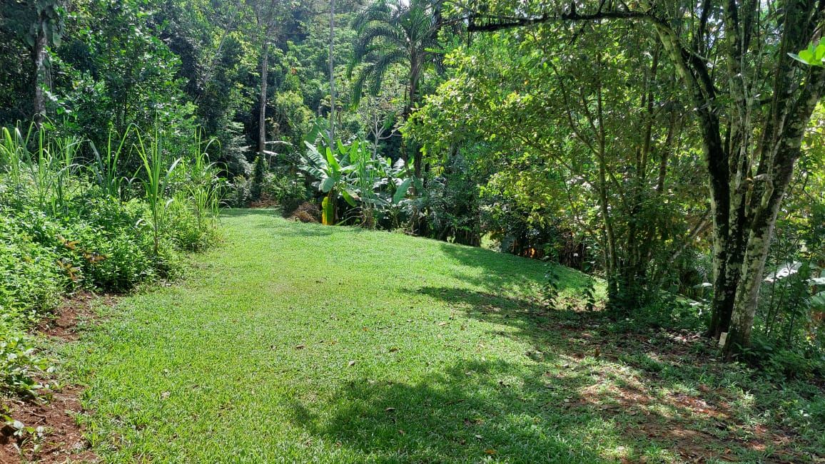 Sunlit grassy garden path bordered by dense tropical plants and trees on both sides.