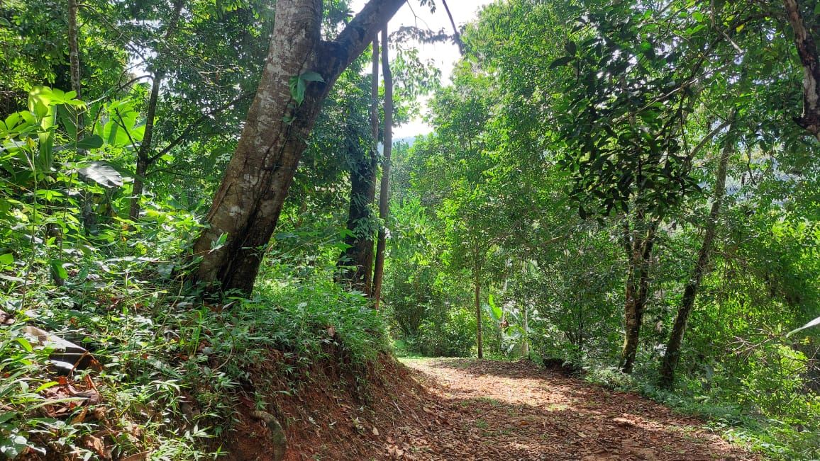 Sunlit forest path winding through dense green trees with a dirt mixed with fallen leaves on the ground
