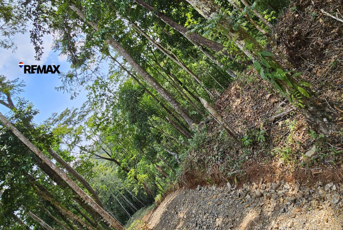Forest trail between tall trees with a rocky, uneven path and green undergrowth; REMAX logo on the left side.