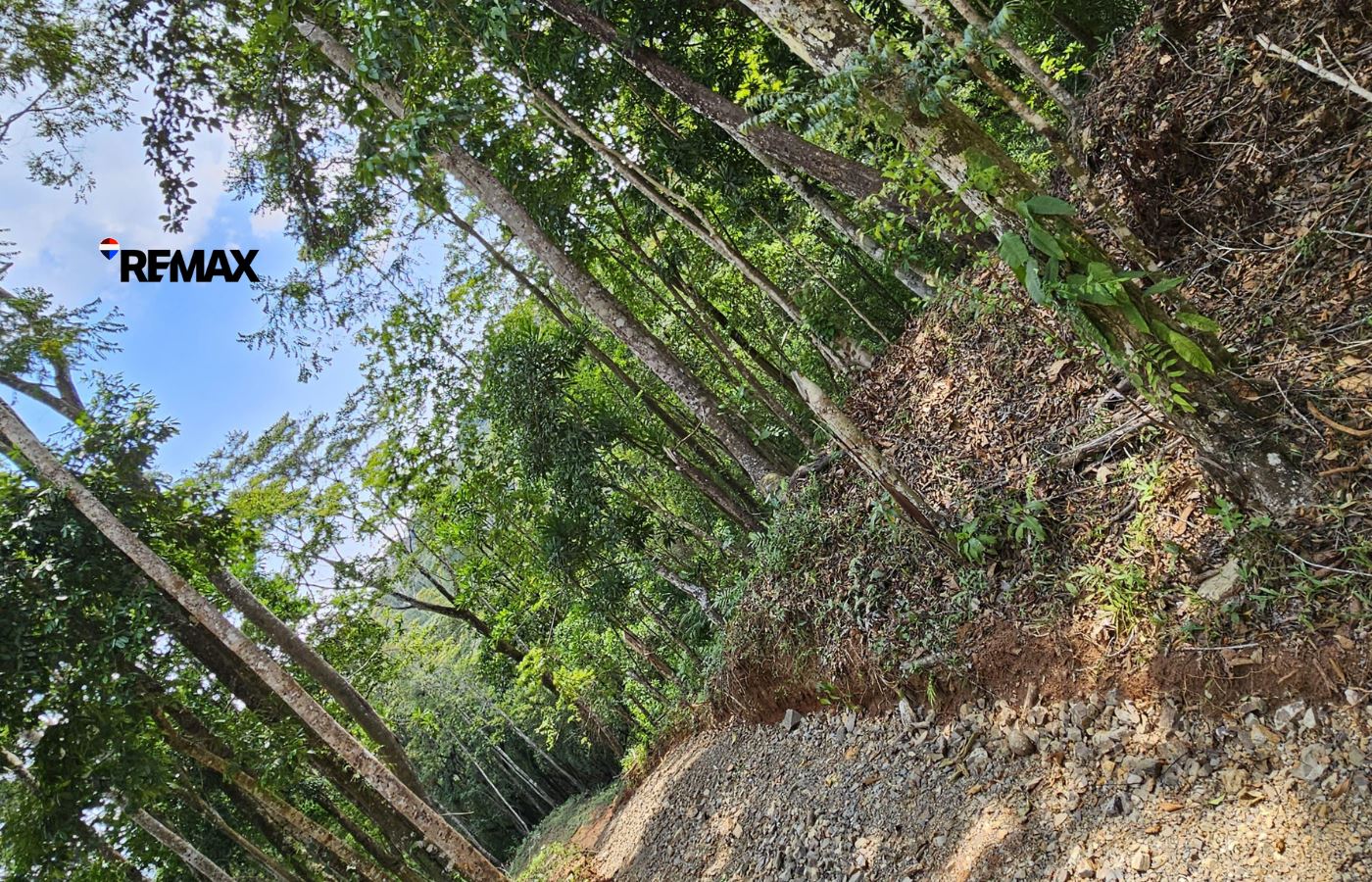 Forest trail between tall trees with a rocky, uneven path and green undergrowth; REMAX logo on the left side.