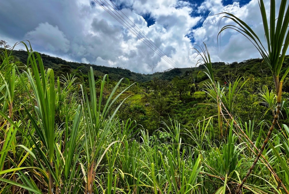 Lush tropical hillside viewed through tall green sugarcane plants under a cloudy sky.