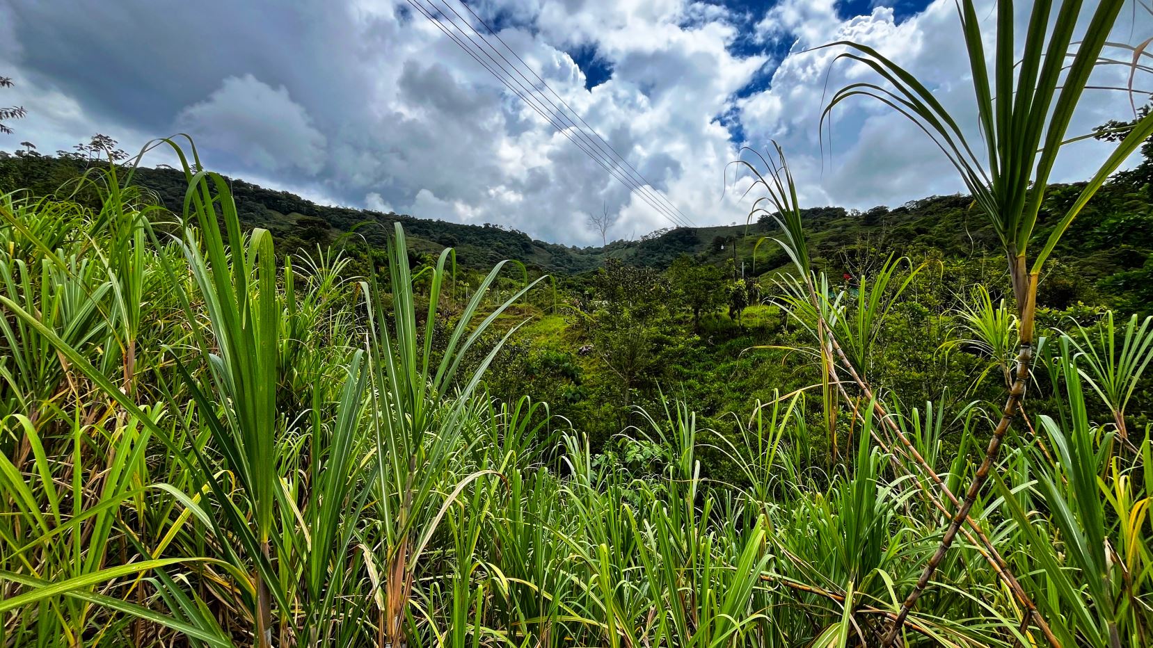 Lush tropical hillside viewed through tall green sugarcane plants under a cloudy sky.