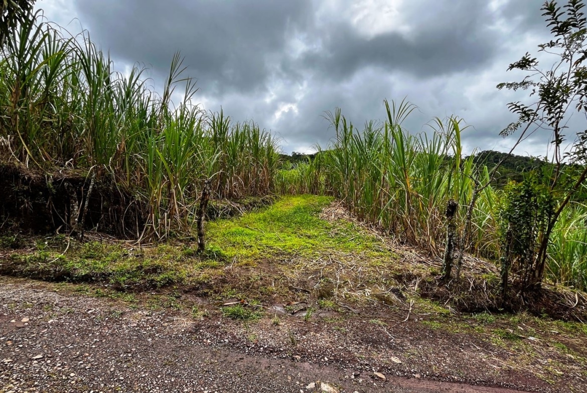 Gravel road edge with a grassy path leading into a sugarcane field under a cloudy sky.