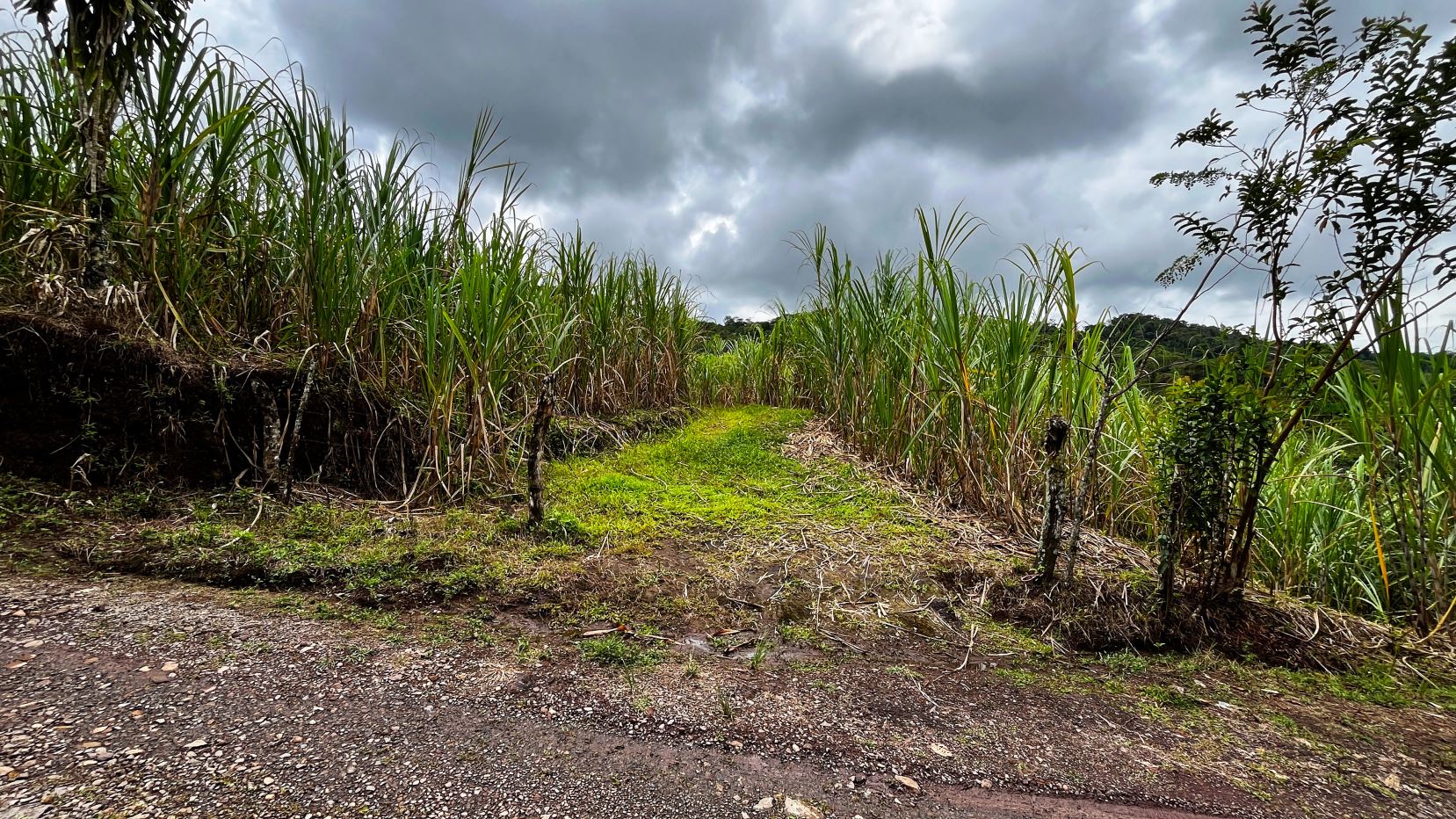 Gravel road edge with a grassy path leading into a sugarcane field under a cloudy sky.