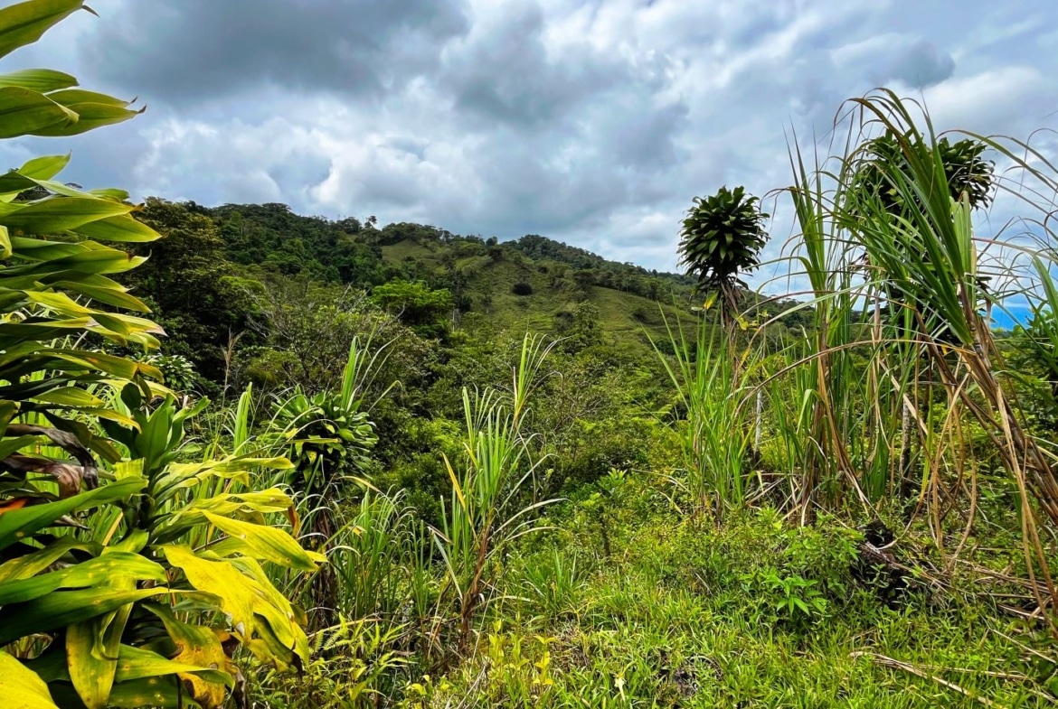 Tropical hillside scene with dense green vegetation, tall grasses, and a cloudy sky in the distance.