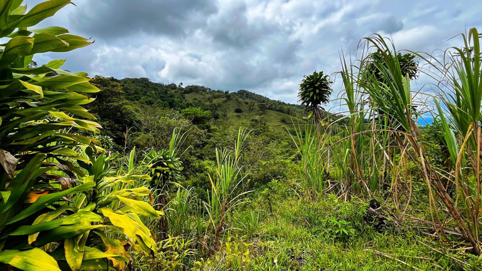 Tropical hillside scene with dense green vegetation, tall grasses, and a cloudy sky in the distance.