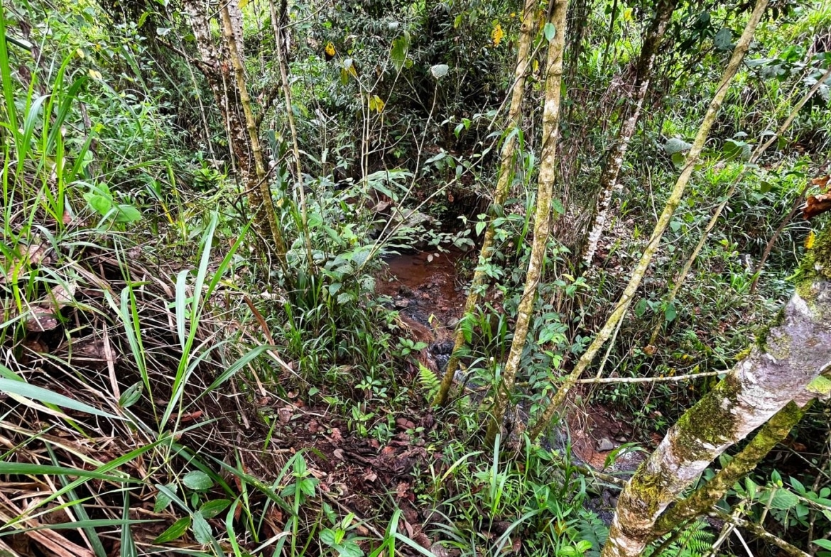 Dense tropical undergrowth with a small muddy stream threading through the center.