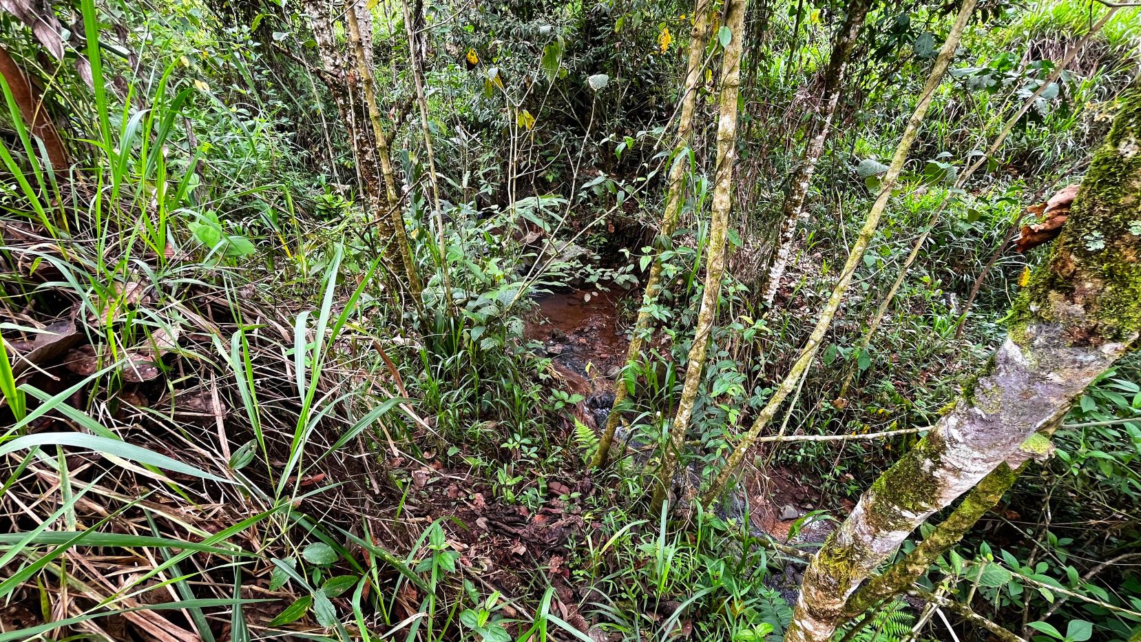Dense tropical undergrowth with a small muddy stream threading through the center.