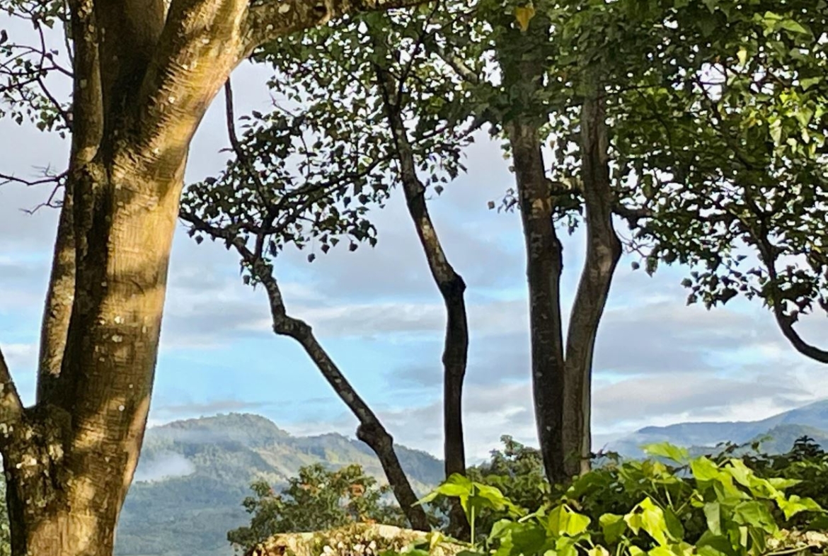 Trees in the foreground frame a valley with rolling hills and distant mountains under a blue sky.