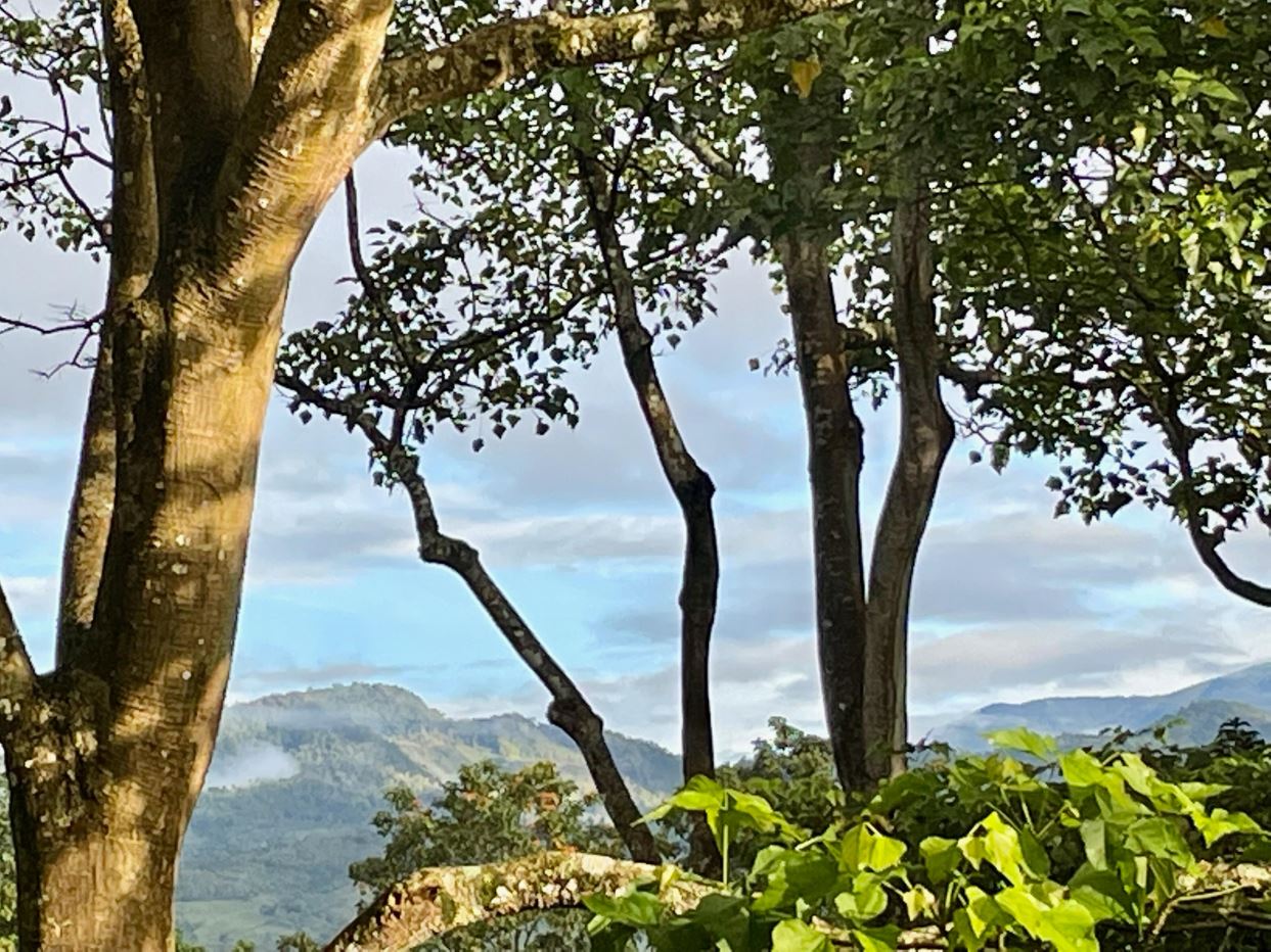 Trees in the foreground frame a valley with rolling hills and distant mountains under a blue sky.