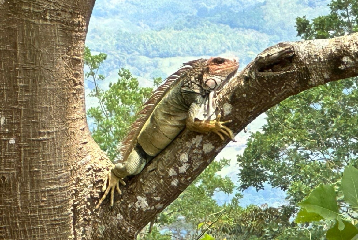 Iguana perched on a tree branch, gripping the trunk with claws, amid green foliage and a mountainous landscape in the background