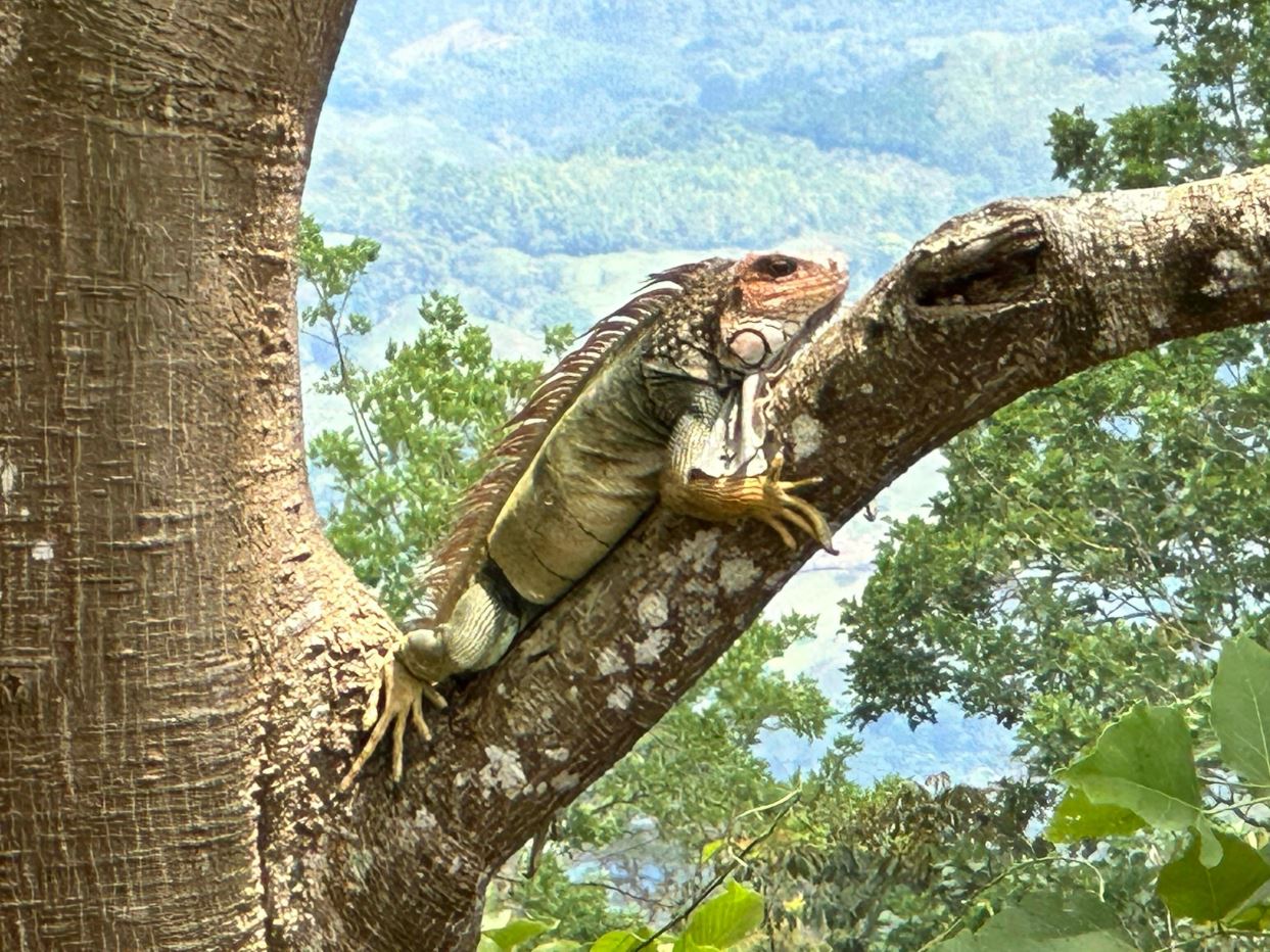 Iguana perched on a tree branch, gripping the trunk with claws, amid green foliage and a mountainous landscape in the background