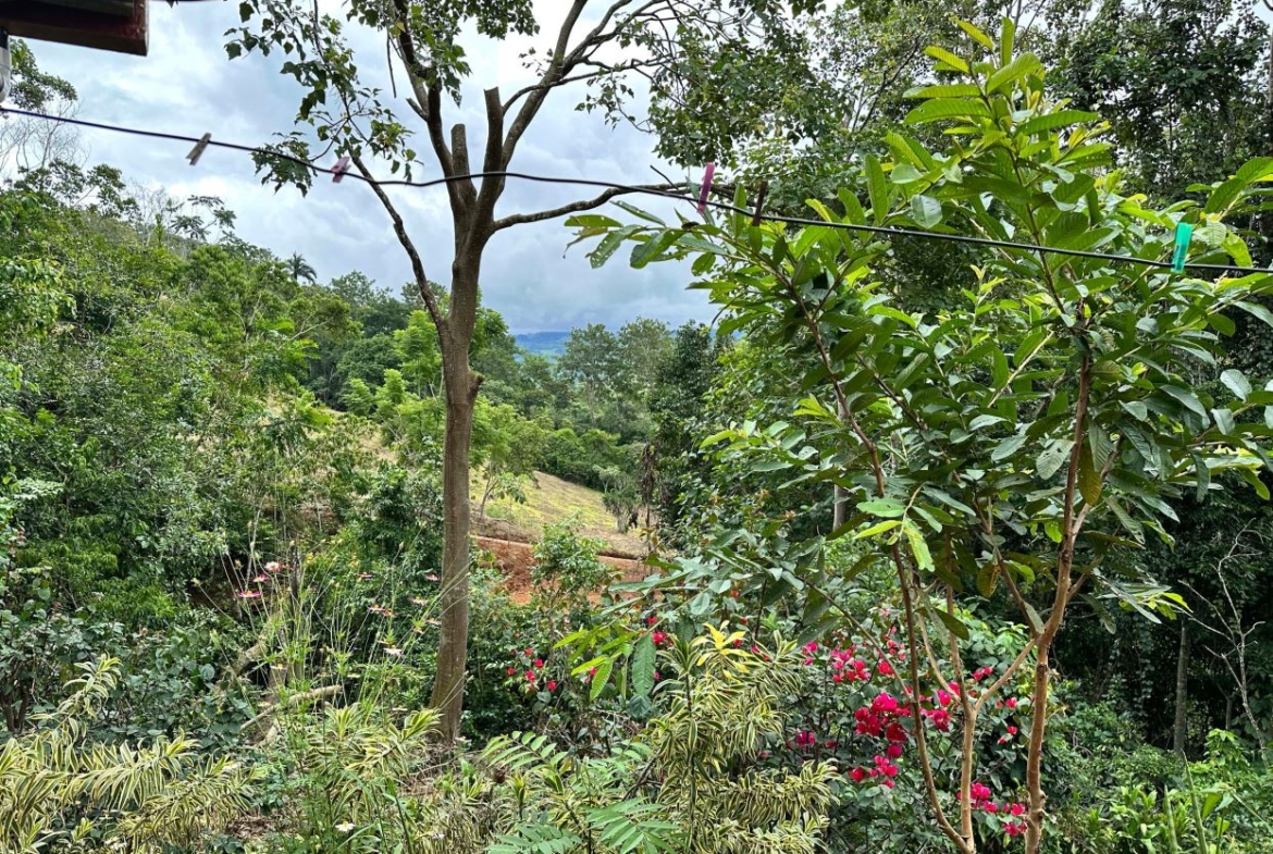 Lush backyard garden with flowering plants and a clothesline across the foreground.