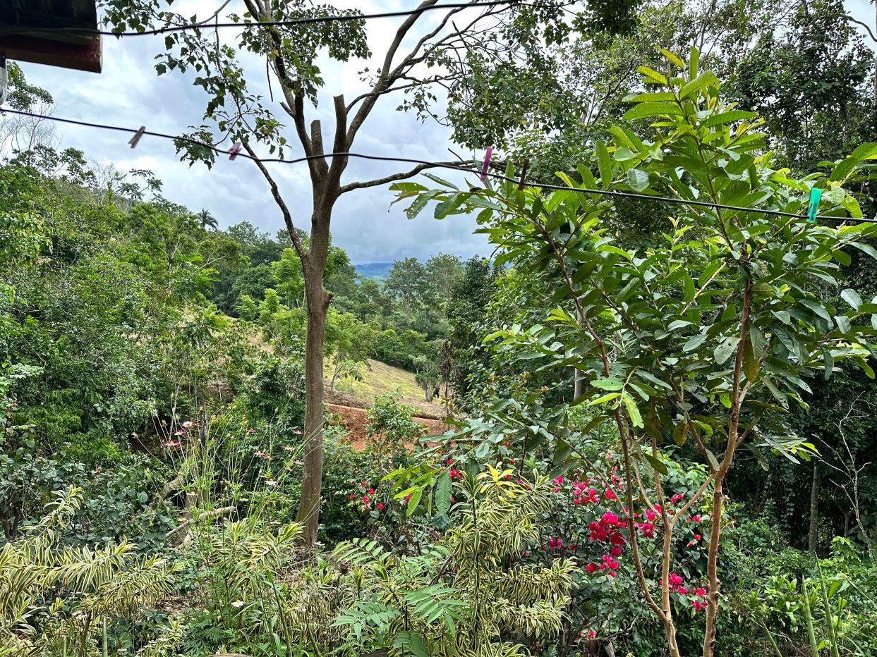 Lush backyard garden with flowering plants and a clothesline across the foreground.