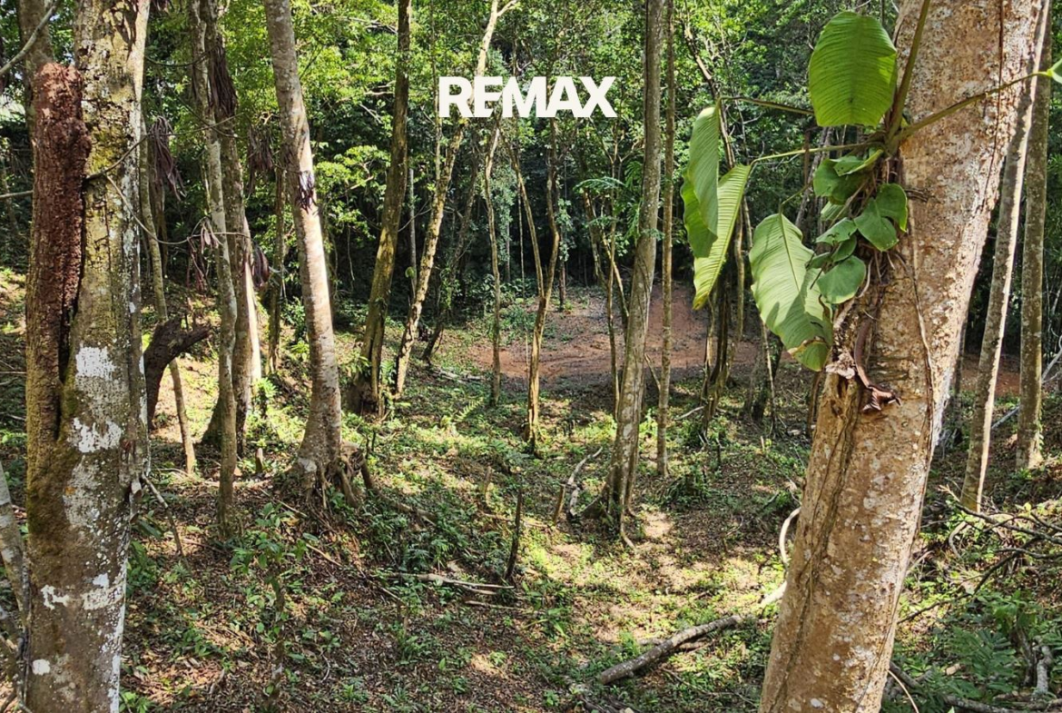 Forest path winding through dense trees with a REMAX logo at the top center