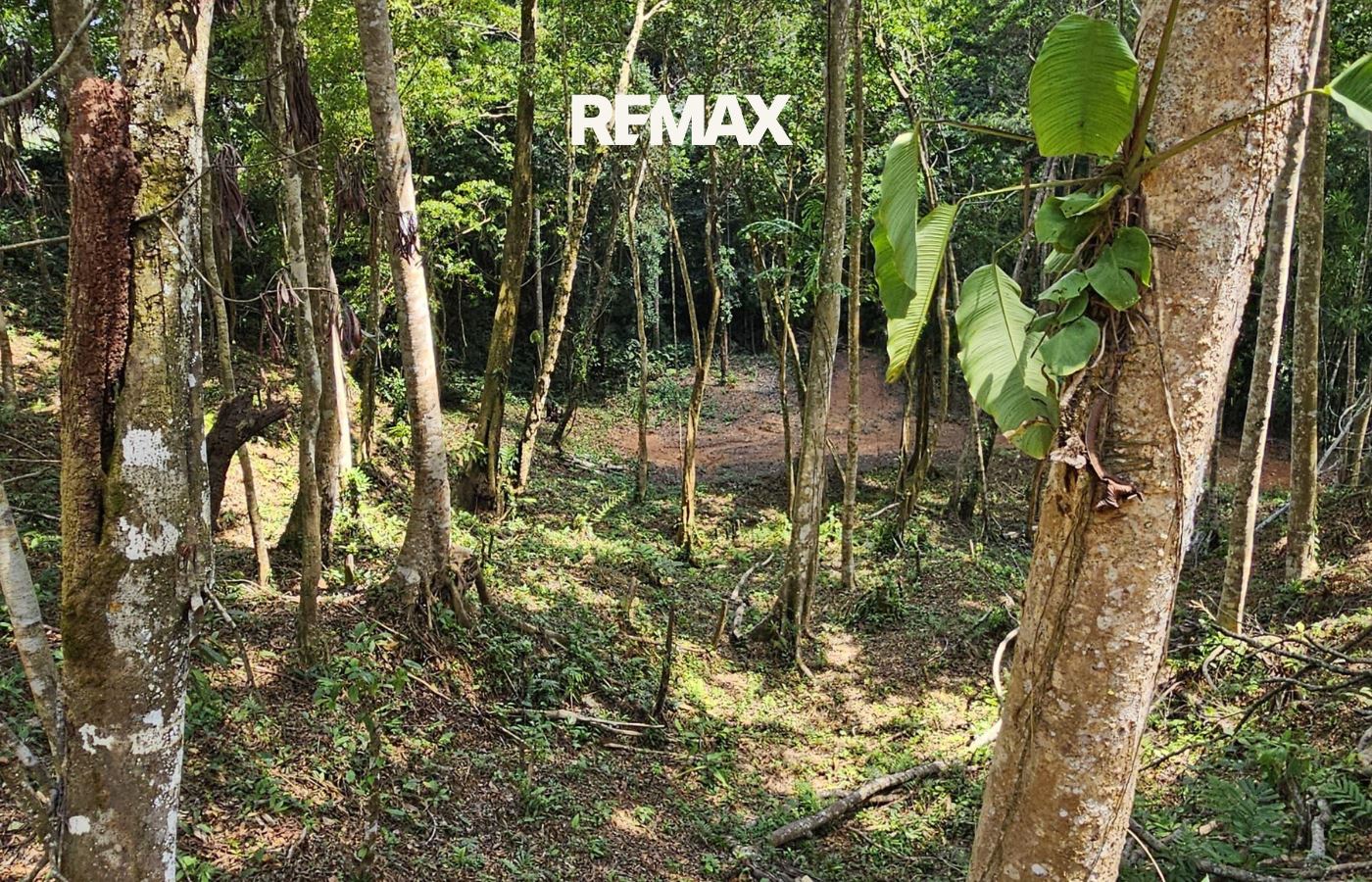 Forest path winding through dense trees with a REMAX logo at the top center