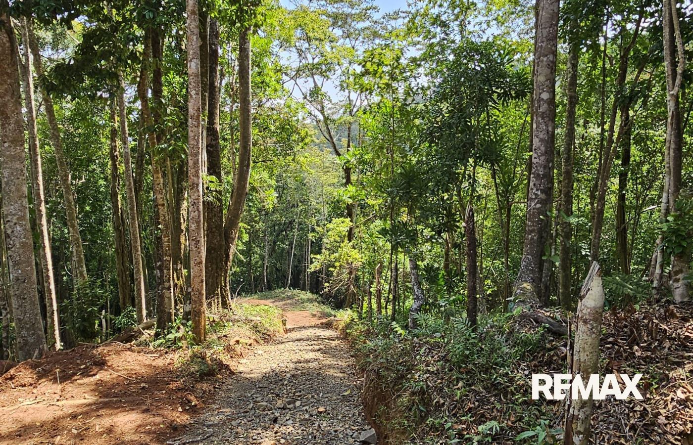 Forest trail winding through a sunlit woodland with a rocky dirt path and tall trees on both sides (RE/MAX watermark)