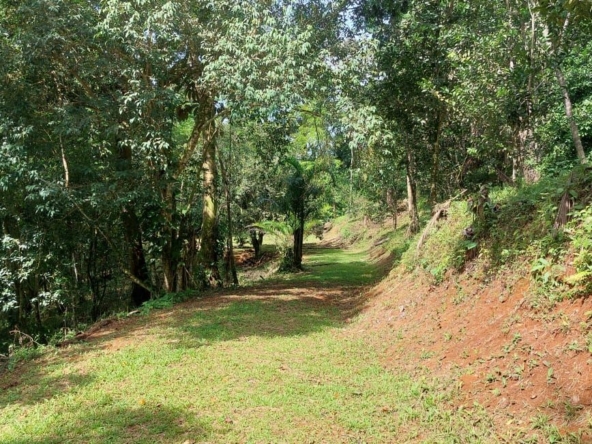 Sunlit forest path with green grass, trees on both sides, and a gentle incline toward the distance.