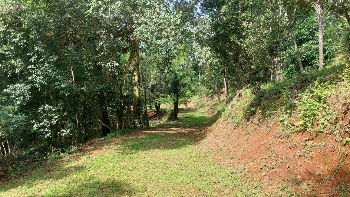 Sunlit forest path with green grass, trees on both sides, and a gentle incline toward the distance.
