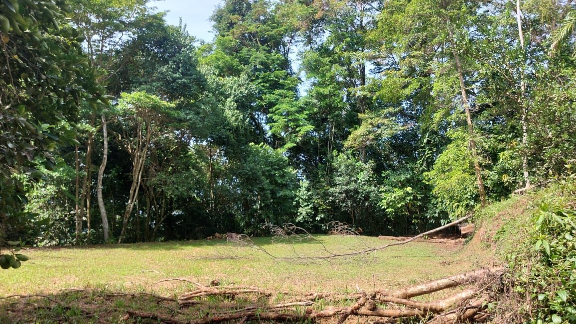 Sunlit clearing in a dense forest with short grass and fallen branches along the edge of the clearing.
