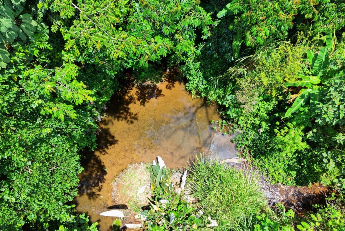 Aerial view of a muddy brown stream winding through dense tropical jungle with bright green foliage surrounding the water surface.