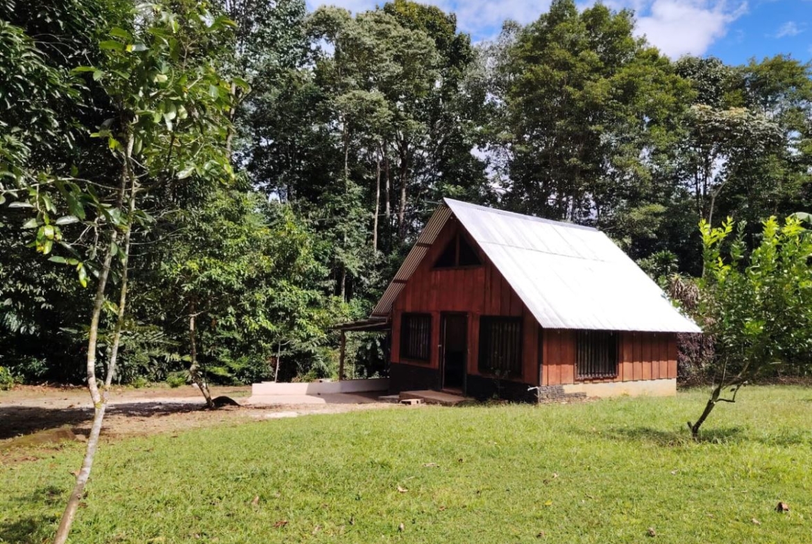 Small wooden cabin with a slanted metal roof in a grassy yard, surrounded by trees.