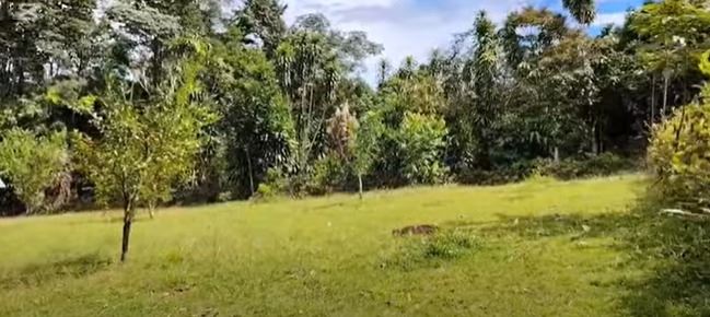 Open grassy clearing with scattered young trees and a dense forest in the background under a blue sky.