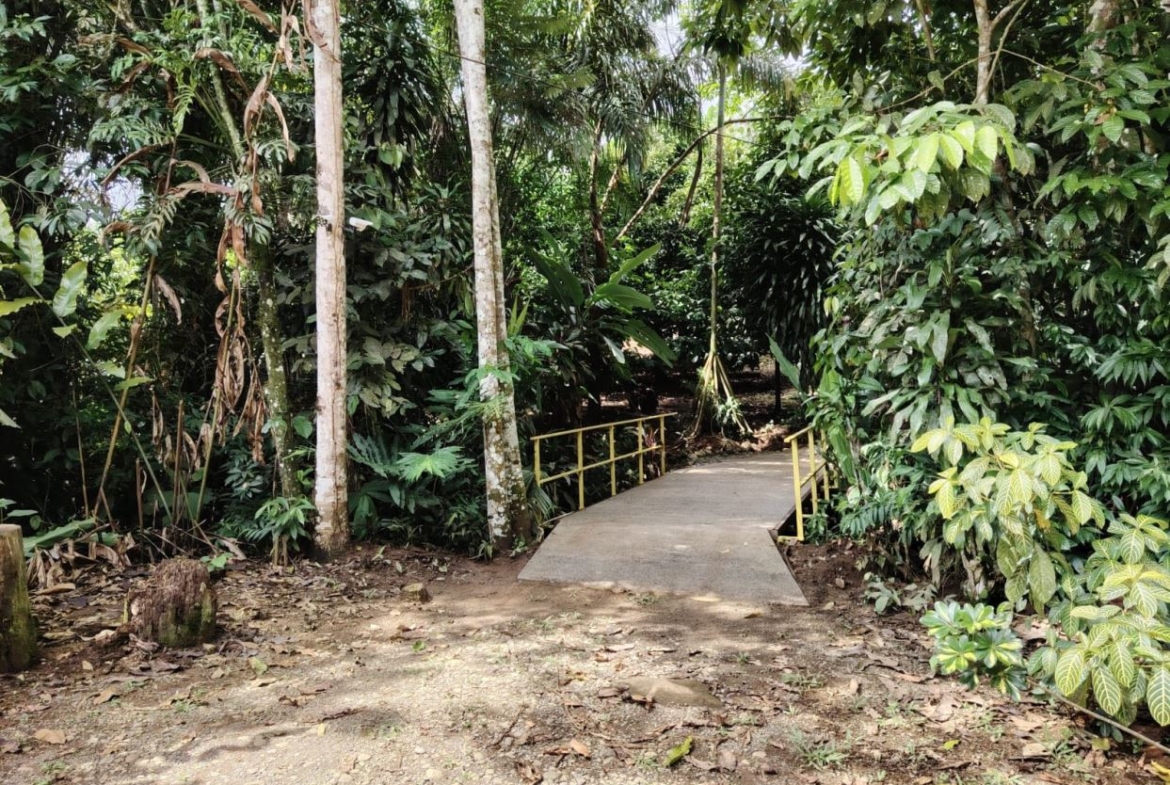 Concrete footpath with yellow railing crossing into a dense tropical forest.