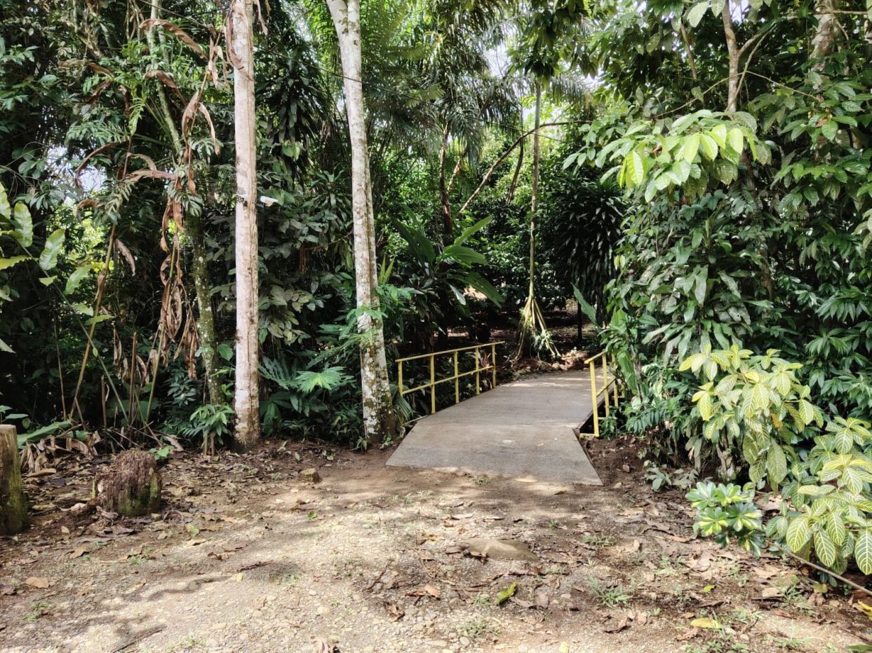 Concrete footpath with yellow railing crossing into a dense tropical forest.