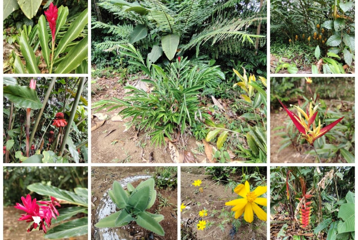 Collage of tropical garden plants with bright red blooms and lush green leaves.
