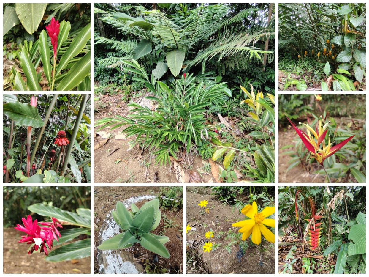 Collage of tropical garden plants with bright red blooms and lush green leaves.