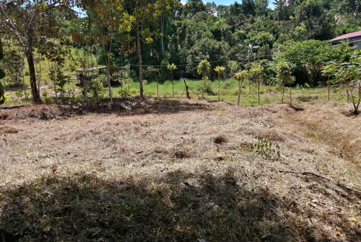 Dry, sunlit yard with straw-covered ground, a wire fence, and trees at the edge with dense greenery beyond.