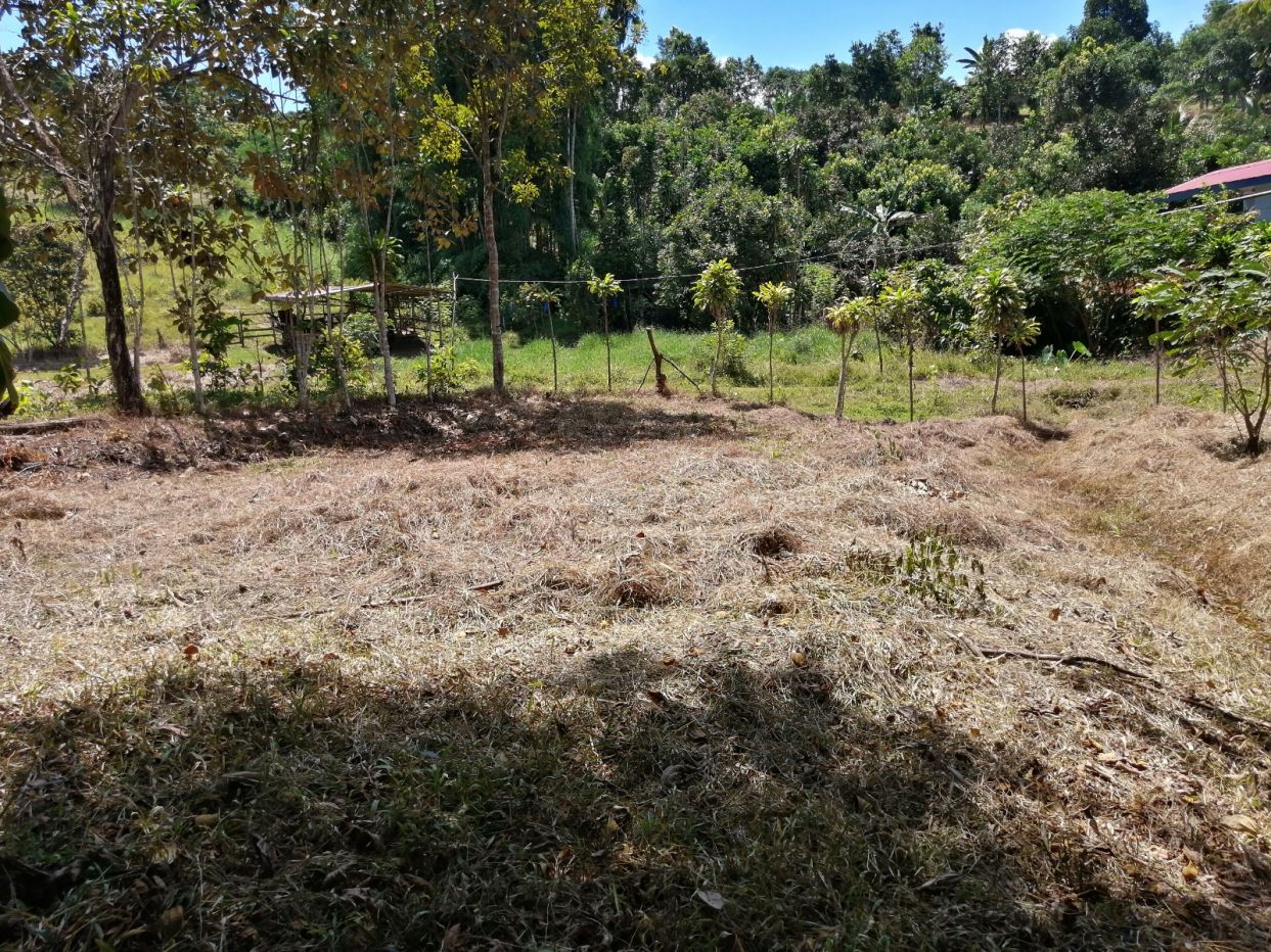 Dry, sunlit yard with straw-covered ground, a wire fence, and trees at the edge with dense greenery beyond.