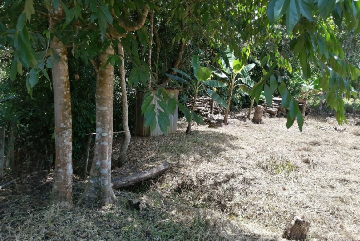 Outdoor yard scene with several trees, banana plants, and dry grass, with a weathered metal shed in the background.