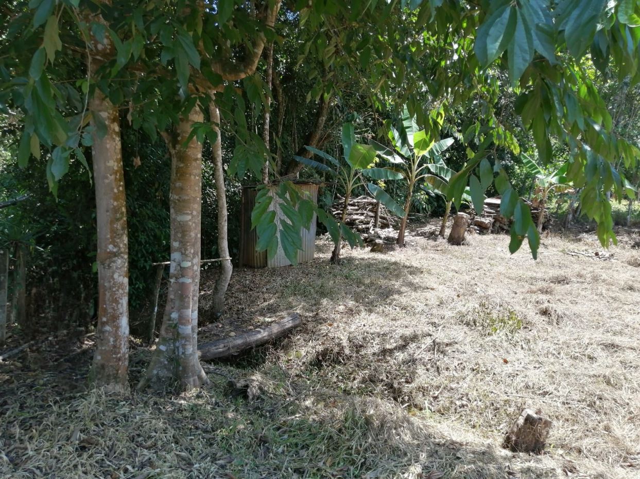 Outdoor yard scene with several trees, banana plants, and dry grass, with a weathered metal shed in the background.