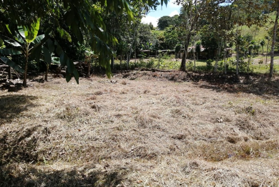 Dry grassy yard with a line of trees and a rustic fence in the background, sunny daytime.