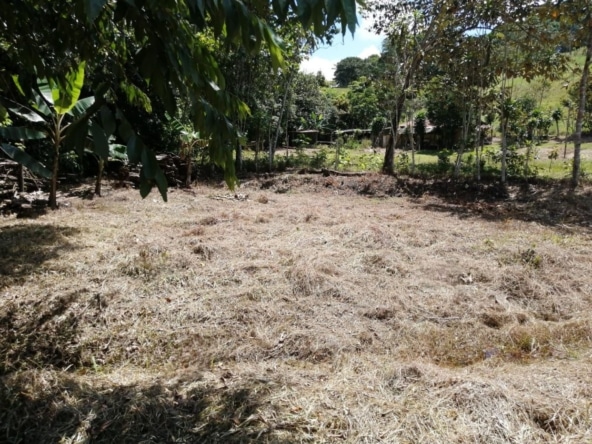Dry grassy yard with a line of trees and a rustic fence in the background, sunny daytime.