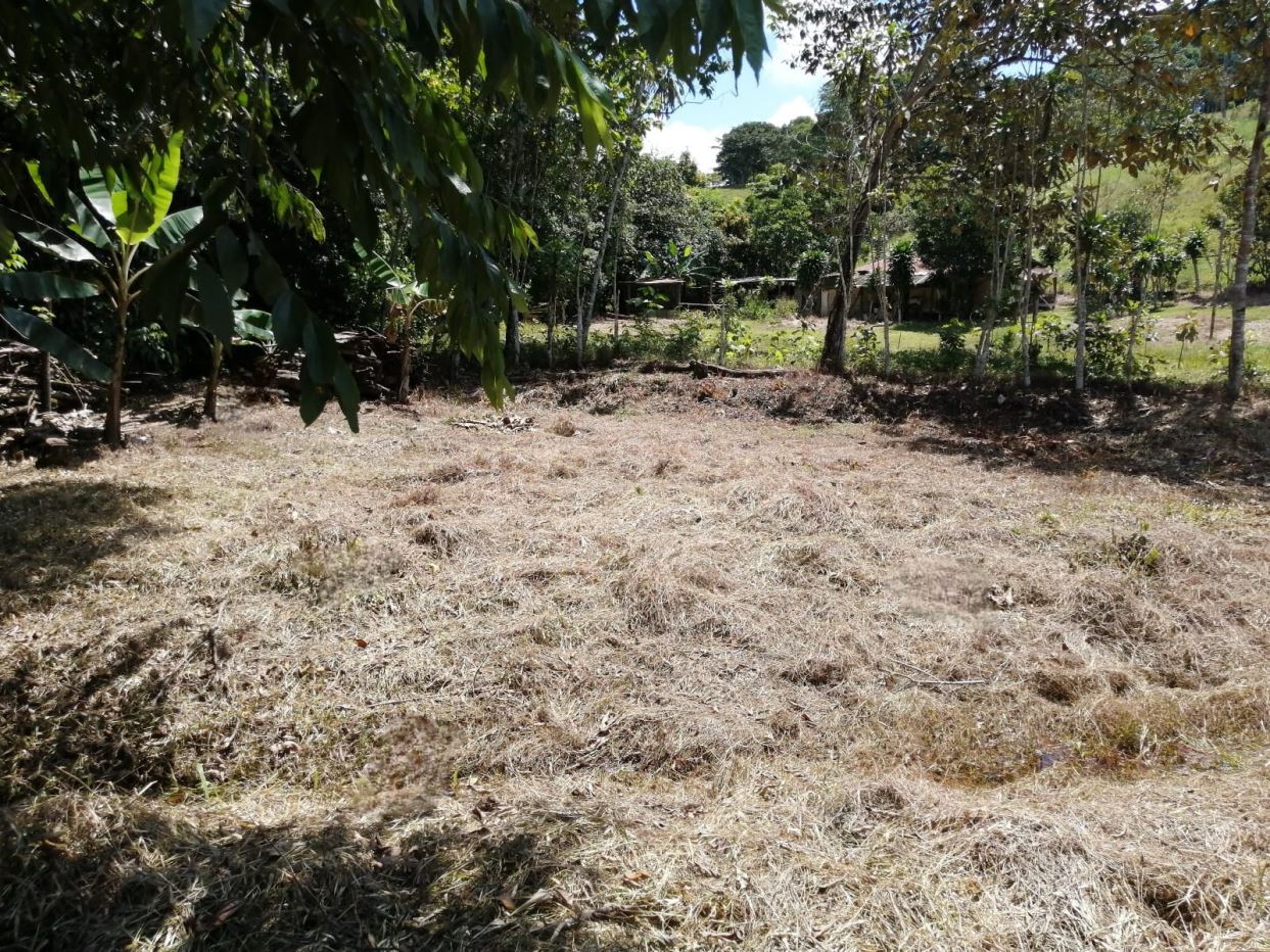 Dry grassy yard with a line of trees and a rustic fence in the background, sunny daytime.