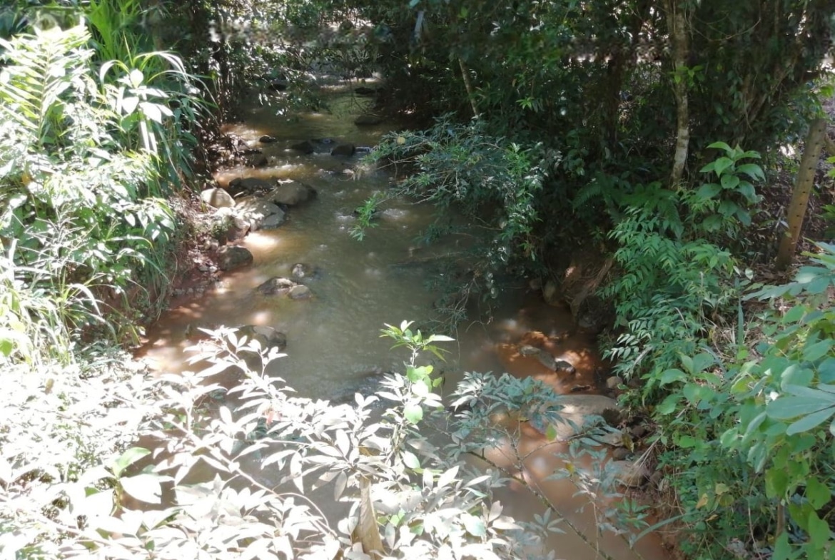 A shallow muddy stream winding through dense green vegetation and rocks along the banks.