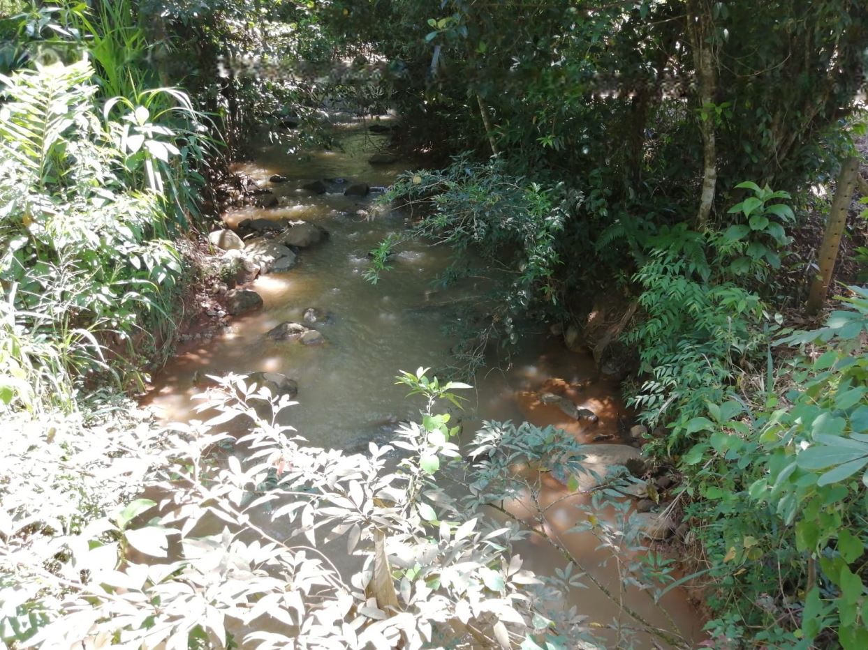 A shallow muddy stream winding through dense green vegetation and rocks along the banks.