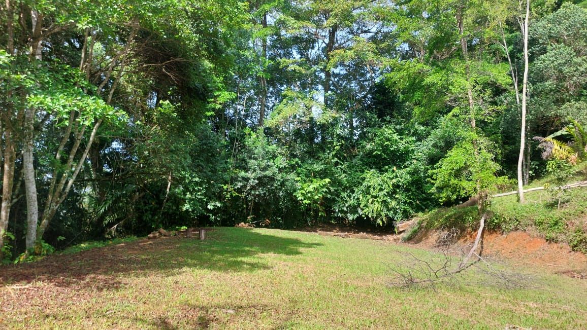 Sunlit grassy clearing bordered by dense green trees and bushes in a wooded area on a sunny day.