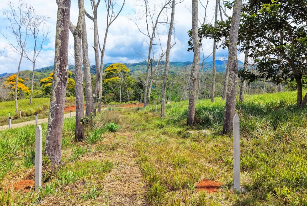 Path through a grassy clearing lined with tall bare trees; distant hills and a cloudy sky behind.