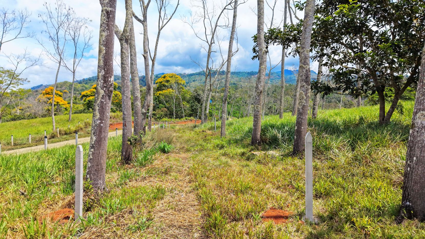 Path through a grassy clearing lined with tall bare trees; distant hills and a cloudy sky behind.