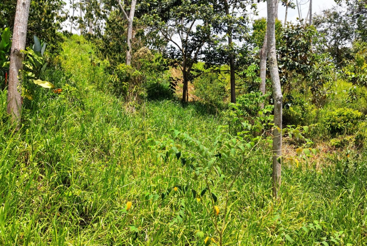 Sunlit clearing in a dense grassy woodland with tall blades and slender tree trunks scattered throughout.