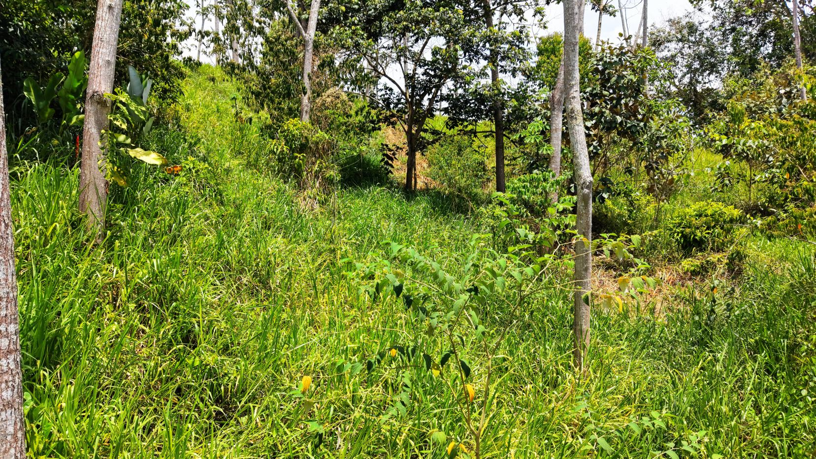 Sunlit clearing in a dense grassy woodland with tall blades and slender tree trunks scattered throughout.