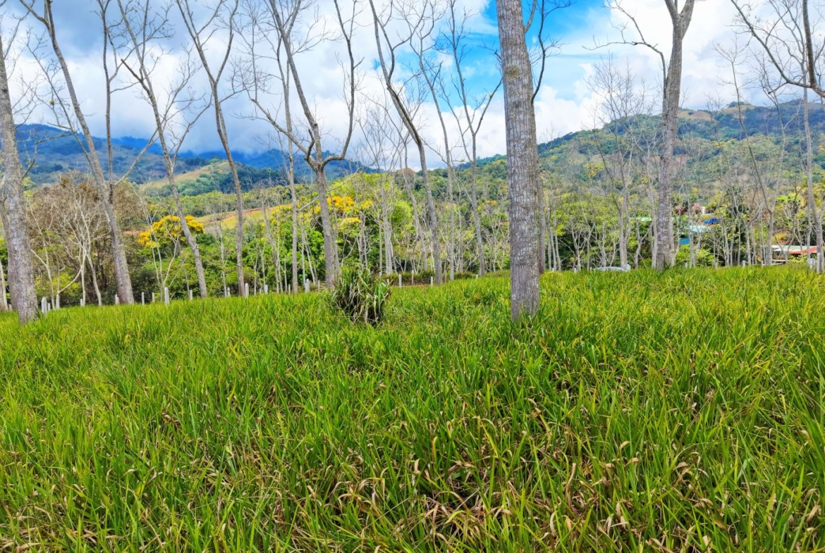 Open grassy field with tall leafless trees and distant hills under a blue sky with clouds.