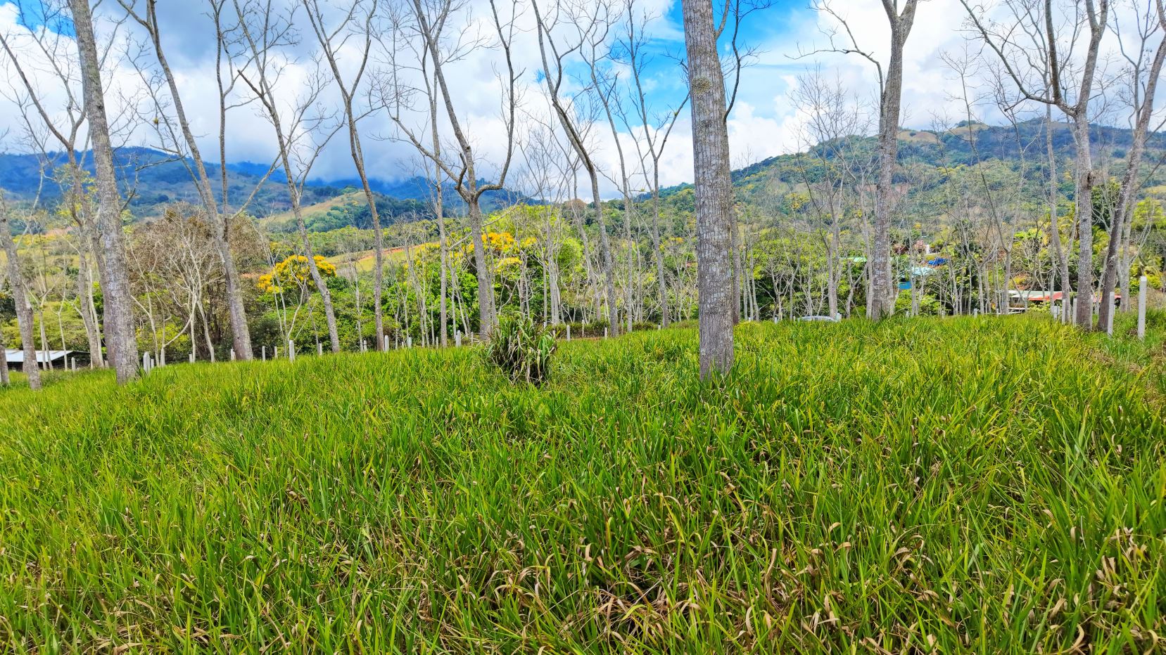 Open grassy field with tall leafless trees and distant hills under a blue sky with clouds.