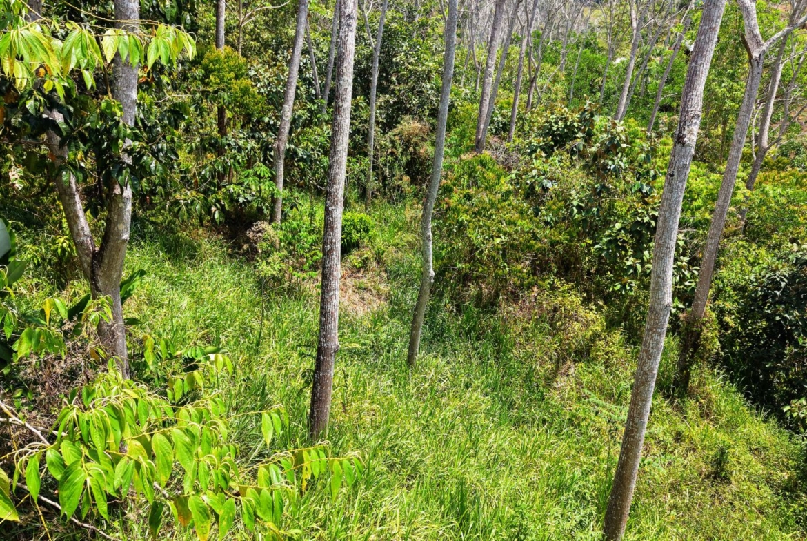 Dense green woodland on a grassy hillside with slender tree trunks and bright sunlight filtering through leaves