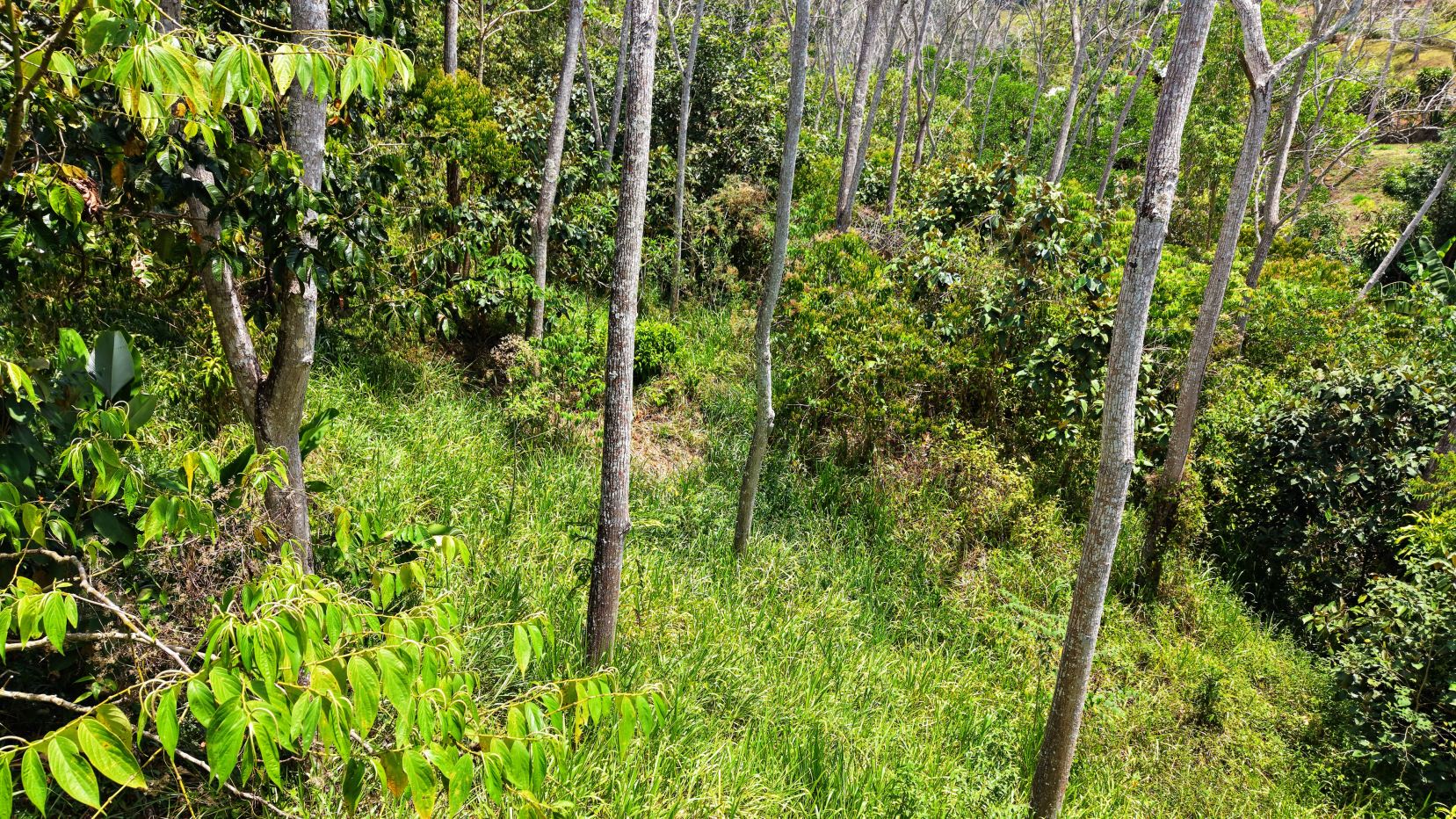 Dense green woodland on a grassy hillside with slender tree trunks and bright sunlight filtering through leaves