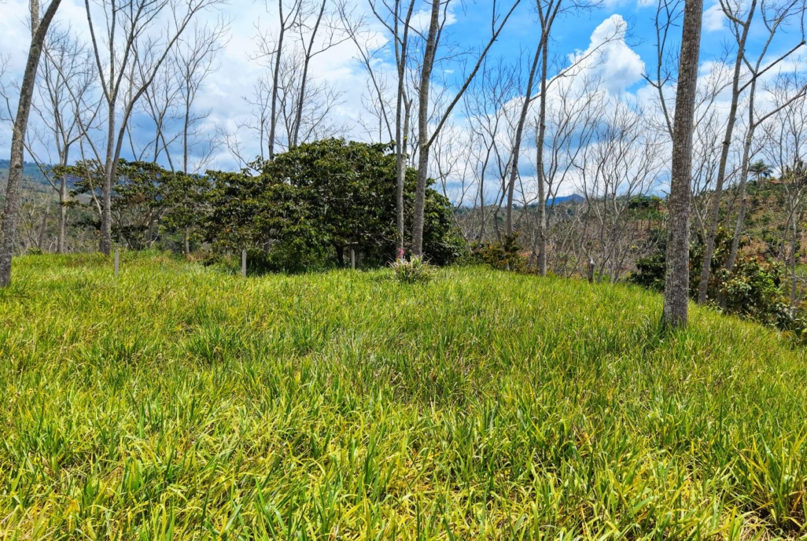 Grassy clearing with tall, bare trees and a dense green shrub, blue sky and distant hills in the background.